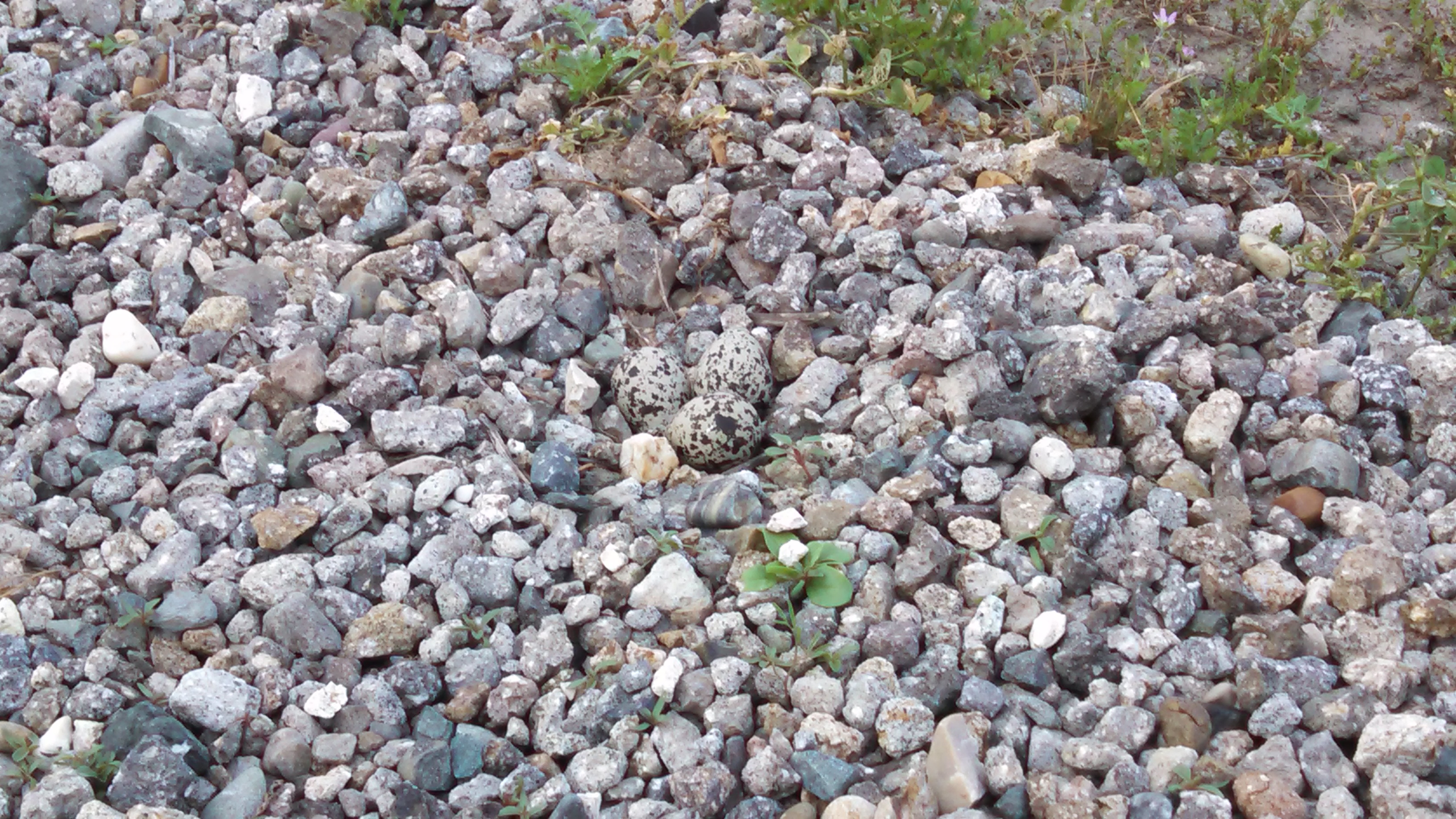 Killdeer eggs